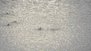 Wilsons Phalaropes swimming in circles [upl. by Akinat]