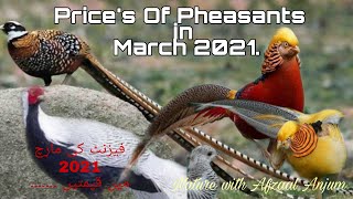 Prices of Pheasants  March 2021  Pakistan  1032021 [upl. by Alage812]