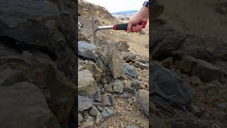 Discover Fossils in Eastern Montana [upl. by Fairman]