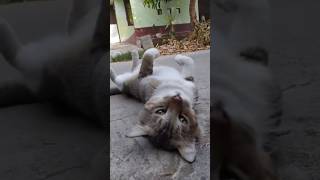 Garongan 😹 shortvideo [upl. by Raimes749]