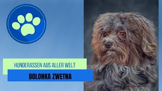 Bolonka Zwetna [upl. by Trik]