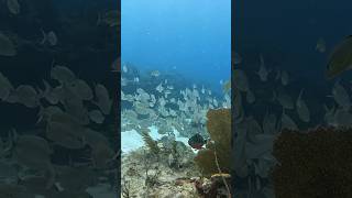 Crocker Reef Florida Keys Scuba Diving [upl. by Silsby917]