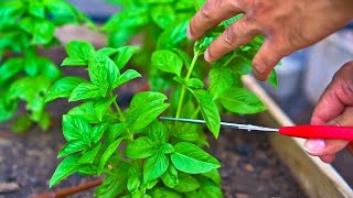 3 Tips to Prune Basil to Increase Production [upl. by Chee]