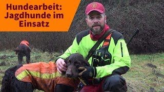 Jagdhunde im Einsatz Auf was kommt es bei der Hundearbeit an [upl. by Otrebide]