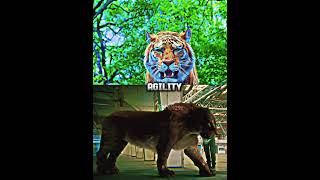 Bornean tiger vs American lion 1v1 paleontology animals dinosaur lion tiger mammals fyp [upl. by Enamart]