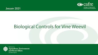 Biological Controls for Vine Weevil webinar [upl. by Animehliw]