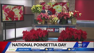 Poinsettia facts that might surprise you [upl. by Onin]