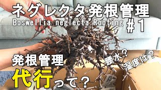 【超良型】ボスウェリア・ネグレクタ発根管理① 植付け [upl. by Sucramel]