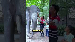 Por que a estátua do elefante começou a sangrar shorts [upl. by Close]