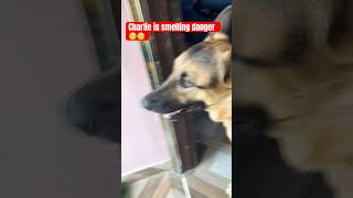 Charlie the GSD 🐕shorts dog pitbullfacts germanshepherd dogknowledge doglover gsd [upl. by Rome]