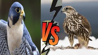 Peregrine Falcon Vs Saker Falcon The Neck Breaker Birds of Pray [upl. by De]