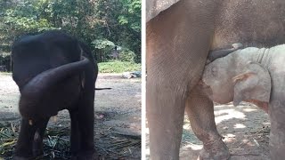 Stressed Elephants In Thailand [upl. by Gurango242]