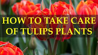 HOW TO TAKE CARE OF TULIPS PLANTS [upl. by Atinauj]