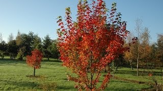 Acer rubrum Brandywine Canadian Maple [upl. by Reffotsirk58]