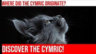 The Fascinating History of the Cymric Cat [upl. by Cos]