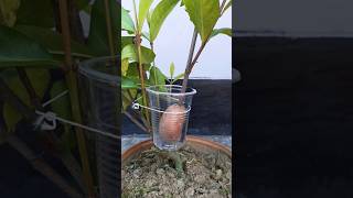 Lxora Coccinea flower graft grafting youtubeshorts [upl. by Eibbor]