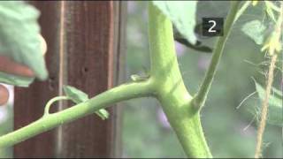 How To Prune Tomatoes [upl. by Telrahc885]