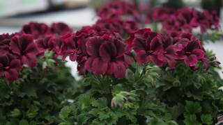 Pelargonium Grandiflorum  Elegance Chocolate  Geranium with Flowers in spectacular Colours [upl. by Macintyre146]