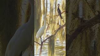 Morning in the Wetlands湿地的清晨 nature wetlands birds [upl. by Ciri]