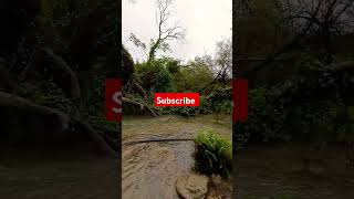 oman 🇴🇲🇴🇲salalah 🐫🌴khareef season 🌧️😍 shorts viral trending shortvideos travel [upl. by Harelda397]