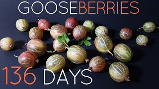 136 Days  Gooseberry Time Lapse 4K [upl. by Zelle]