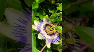 The beauty of purple passion flowers  flowers 2024 [upl. by Knuth661]