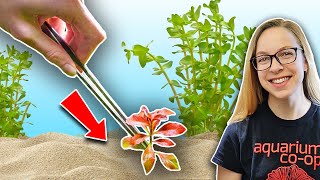 Beginners Guide How to Plant Live Aquarium Plants [upl. by Aicemed788]