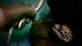 Muraena attack moray attacks diver [upl. by Needan]