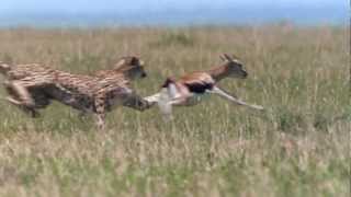 Cheetah  Fastest Running Animal  1080 HD [upl. by Yalcrab]