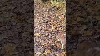 Cavalier King Charles Spaniel autumn morning walk [upl. by Vershen]