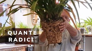 Ep1 RINVASO CYMBIDIUM URGENTE  CON STELI FLOREALI [upl. by Rehsa325]