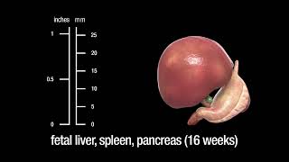 The human liver spleen and pancreas embryonic fetal and adult [upl. by Anna]