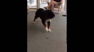 Bernese Mountain Dog Is Scared of Feather [upl. by Rodavlas]