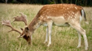 Hunting deer with Ruger 204 amp 22250 Rem rifles for venison recovery in New Zealand  36 [upl. by Royo]