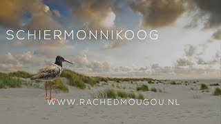 Schiermonnikoog  Hiking Van Wad tot Duin  Ongerepte Natuur in de Waddenzee [upl. by Llehcram]