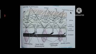 Pellicle of ParameciumBsc zoology honours [upl. by Basham]