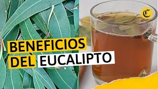 Beneficios del EUCALIPTO para las enfermedades respiratorias [upl. by Derna]