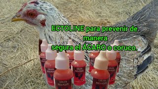 ECTOLINE para prevenir el coruco o ÁCARO rojo [upl. by Neufer]