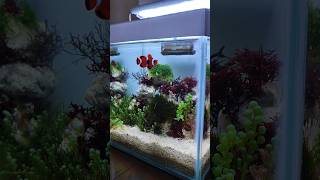 Most Beautiful Clownfish  Mini Aquarium [upl. by Rifkin688]