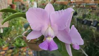 Cattleya walkeriana coerulea Tobias Angel × coerulea Safira [upl. by Atekihs]