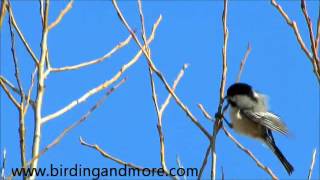 The twonote call of the male Blackcapped Chickadee [upl. by Nimsay]