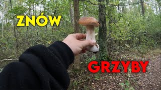 DALEJ SĄ GRZYBY 🍄‍🟫 [upl. by Aduhey]