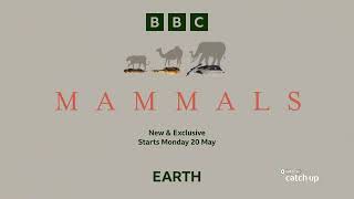 Born to survive Built to thrive Catch Mammals from 20 May at 2000 on DStv BBC Earth Ch184 [upl. by Zalea]