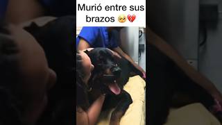 Murió en su brazos 🥹💔 perros trending shorts shortsfeed shortvideo shortvideo [upl. by Cyler]