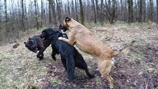 Cane corso vs Labrador vs Belgian Malinois [upl. by Derwin]