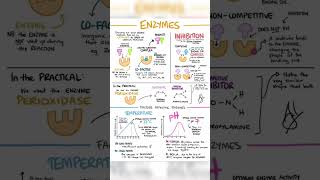 Enzymes biology class 11  medical20 [upl. by Elspet]