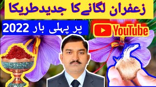 How To Grow saffron at home in pakistan ghar par zafran lagany ka tarika [upl. by Cassandre]