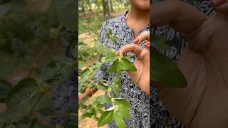 அம்மான் பச்சரிசி செடி🌿 Asthma Plant  Herbal Leaf healthtips villagelife nature kids story [upl. by Harehs]