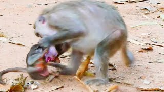 Smart baby monkey still need milk even mum try to weaning so strong [upl. by Yuzik]