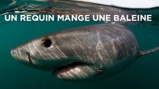 Un requin mange une baleine [upl. by Shana]